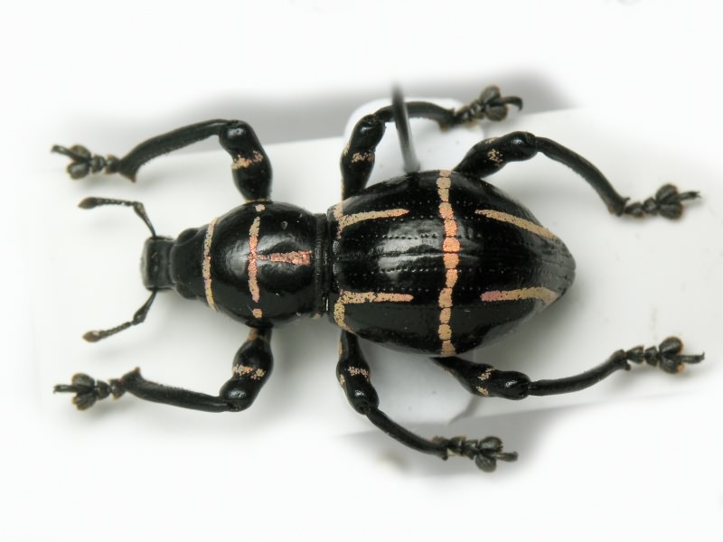 Pachyrhynchus moniliferus Germar, 1824